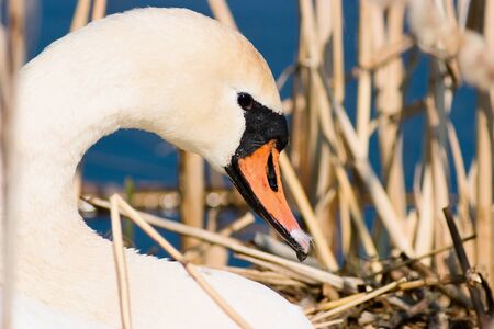 Mute Swan in nestの写真素材