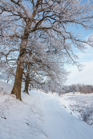 Dirt road in winter landscapeの写真素材