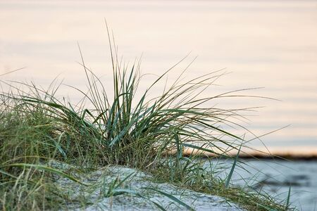 Grass turf on the beach in sunset