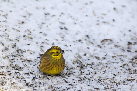 Yellowhammer sitting on the ground and eat seedsの写真素材