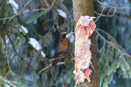 Common Blackbird at the bird feeding with meat on winterの写真素材