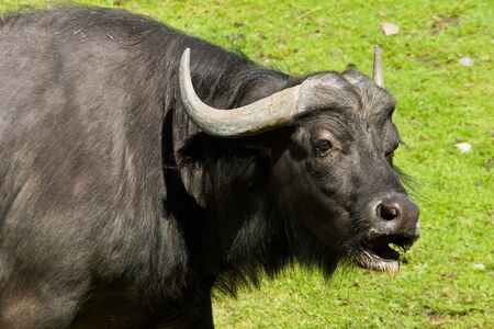 African buffalo in a field