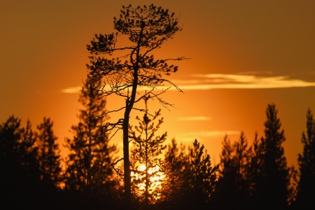 Sunrice in forestの写真素材