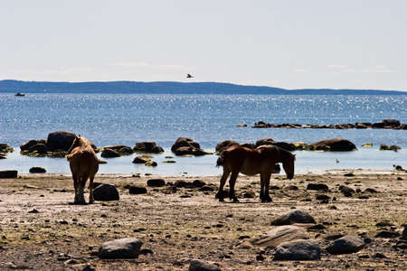 Horses walking on the beachの写真素材