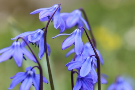 Scilla growing in early springの写真素材