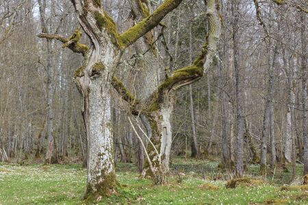 Oak trees standing in a spring meadowの写真素材
