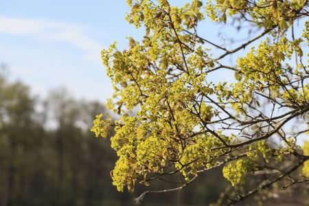 Flowering maple trees in the spring