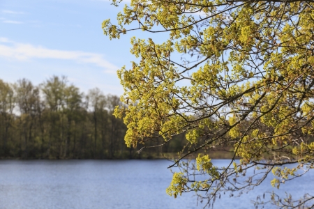 Flowering maple trees in the springの写真素材