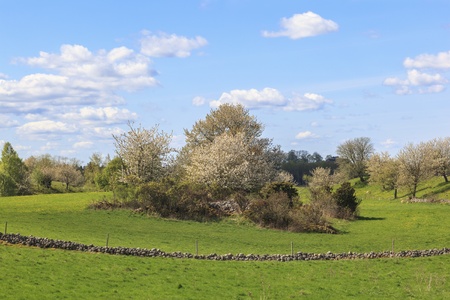 Spring meadow in rural landscapeの写真素材
