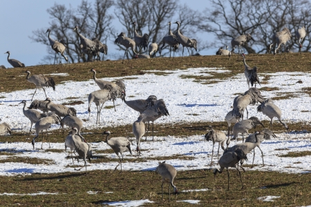 Common Cranes grazing on field with snowの写真素材