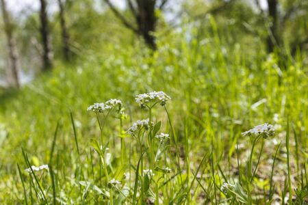 True Forget me not on a meadowの写真素材