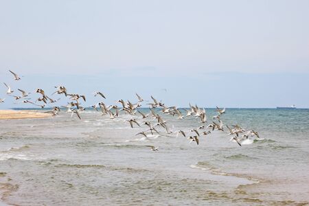 Flock of Common Tern flying at the beach