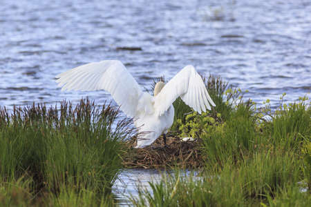 Mute Swan nests in the lakeの写真素材