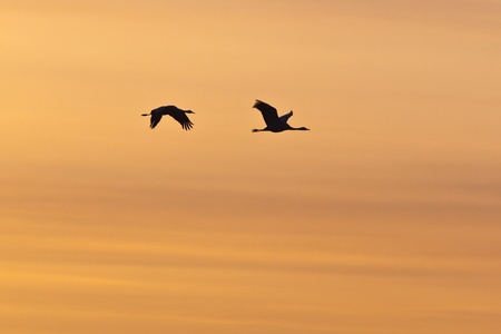 Two cranes in colourful skyの写真素材