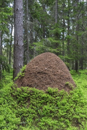 Large anthill in the woodsの写真素材