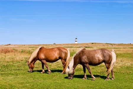 Horses graze at the meadow, lighthouse in the horizonの写真素材