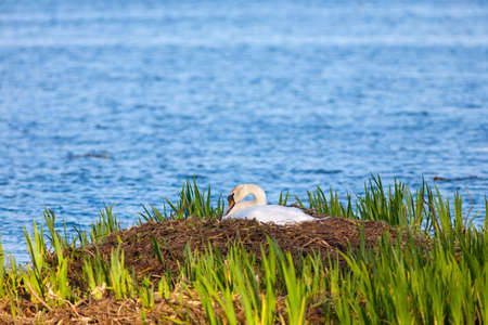 Mute swan on a nestの写真素材
