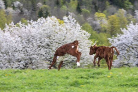 Playful calfs on a meadowの写真素材