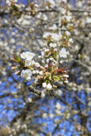 Blossoming cherry tree in spring
