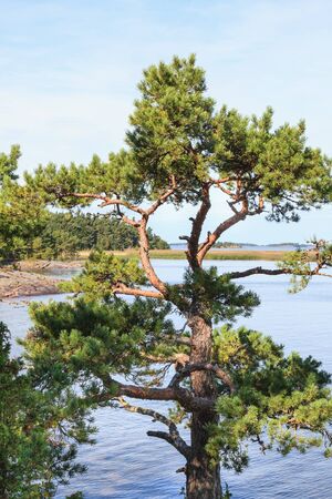 Pine tree forest by the lakeの写真素材