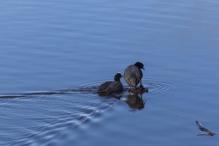 Eurasian Coot in the lakeの写真素材