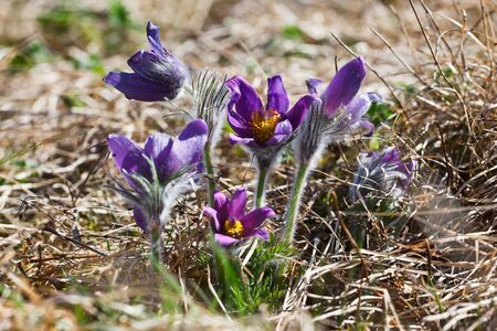 Pasqueflower, (Pulsatilla vulgaris), which blooms in early spring
