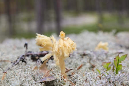 Monotropa hypopitys it does not contain chlorophyllの写真素材