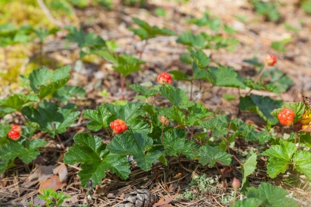 Cloudberry on a bog