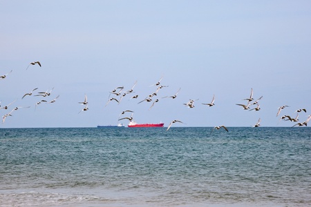 Flock of Common Tern flying at the beach and a ship on the horizonの写真素材