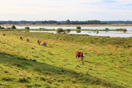 cows on a meadowの写真素材