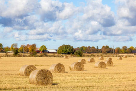 Field of hay bales in the countrysideの写真素材