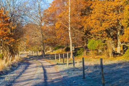 Forest road through autumn landscapeの写真素材