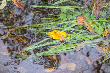 Grass and leaves in a water puddle