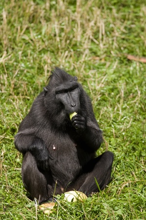 Macaca Nigra sitting in the grass and eating fruitの写真素材