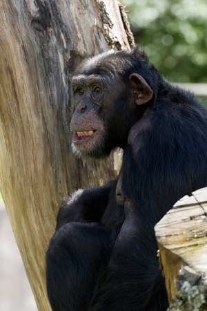 chimpanzee sitting in a tree