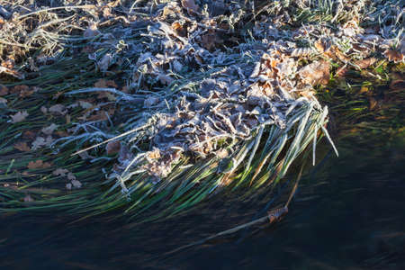 Frozen blades of grass at a creekの写真素材