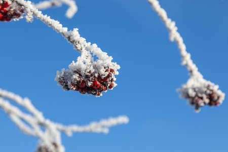 Rowanberry on hoarfrost covered branchesの写真素材