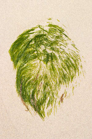 Seagrass on a sand beach
