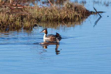Great Crested Grebe pair swimming in the lakeの写真素材