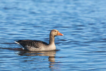 Greylag goose swimming in the lakeの写真素材