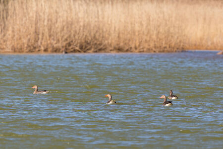 Greylag gees flock swimming in a lakeの写真素材