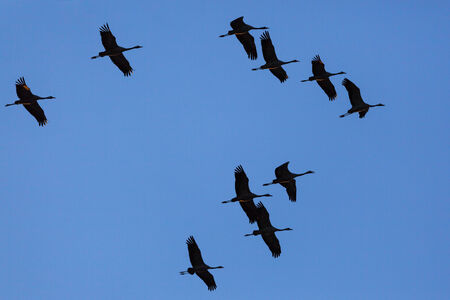 Silhouettes of cranes in the sky at sunsetの写真素材