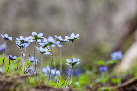 Blossoming hepatica flower in early springの写真素材