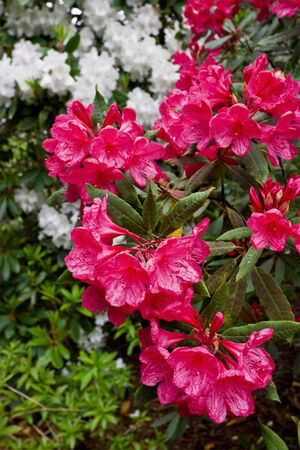 Beautiful Rhododendron flower in full bloomの写真素材