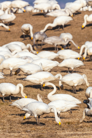 Whooper swans grazing on  a fieldの写真素材