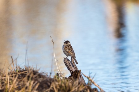 Common Reed Bunting sitting on a tree stumpの写真素材
