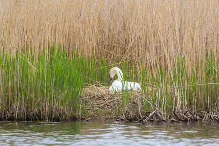 Mute Swan nesting at a lake の写真素材
