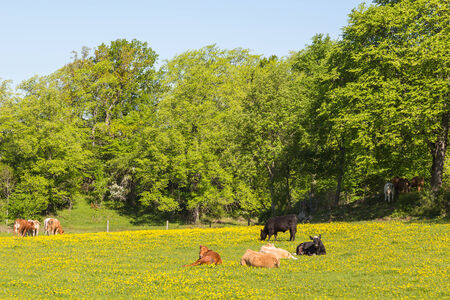 Cows lying in the meadowの写真素材