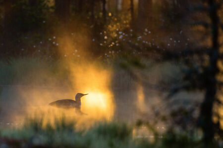 Red throated Loon in silhouette in dawn mistの写真素材