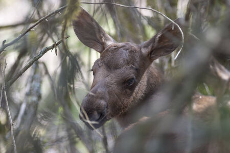 Moose calf are hiding in the forestの写真素材